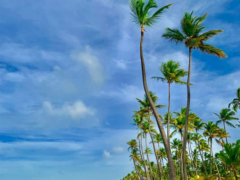 Playa de Punta Cana con palmeras