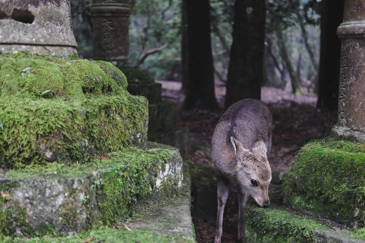 Ciervo entre farolas de piedra cubiertas de musgo en el parque de Nara
