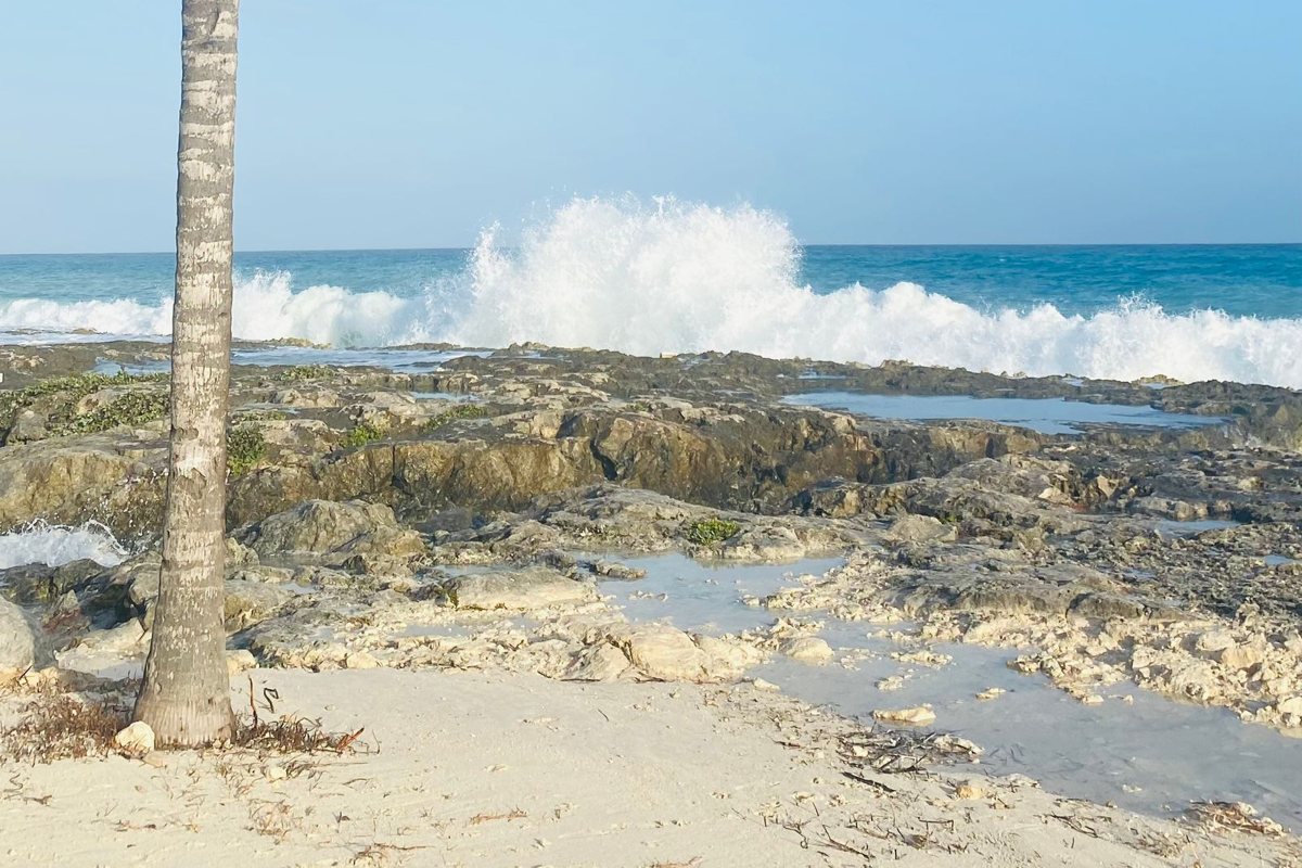 Palmera y olas rompiendo en la costa del Caribe