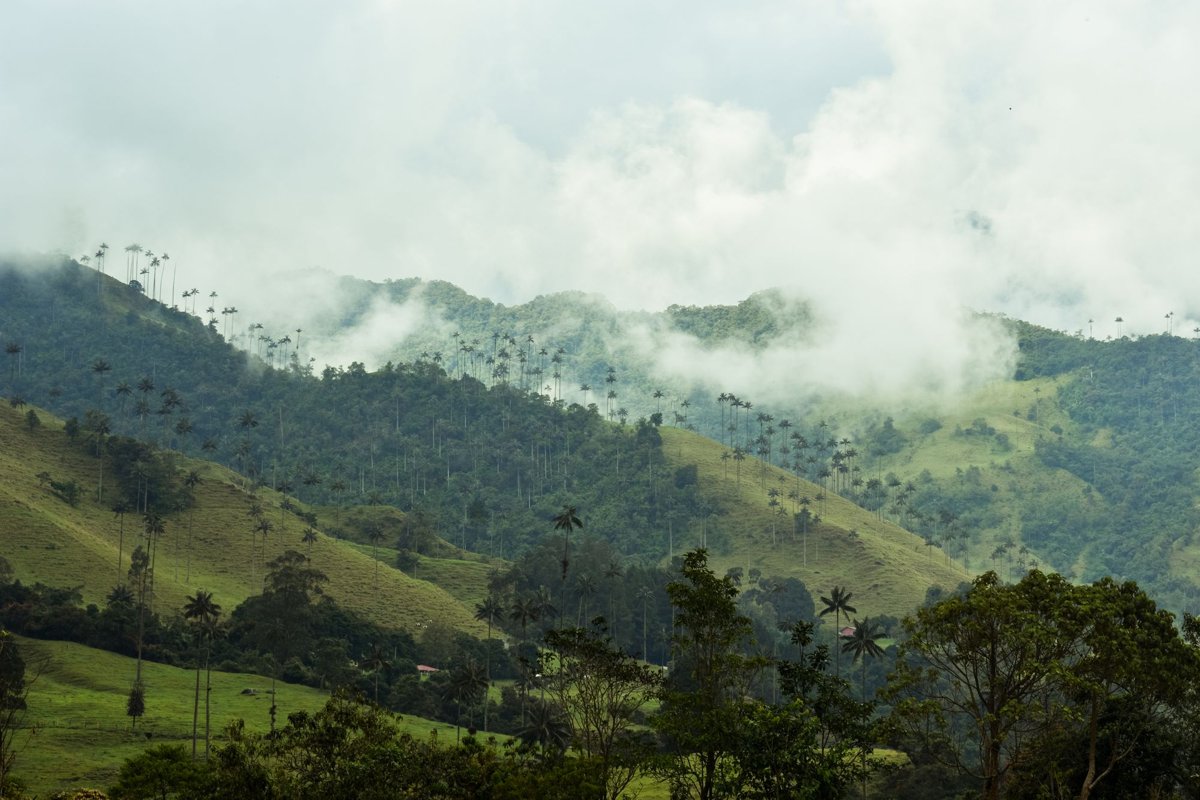 Colinas verdes con palmas de cera entre la niebla, en el Eje Cafetero de Colombia